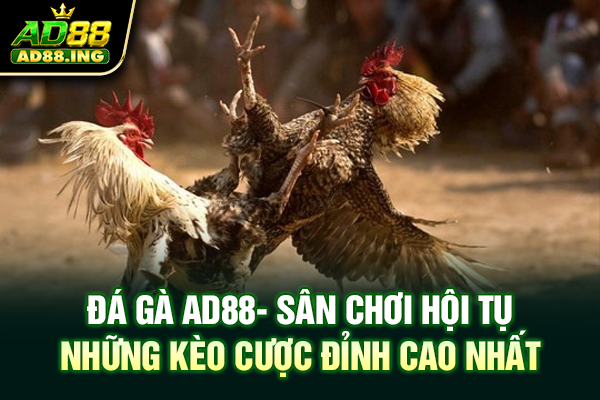 Đá Gà ad88 – Sân Chơi Hội Tụ Những Kèo Cược Đỉnh Cao Nhất