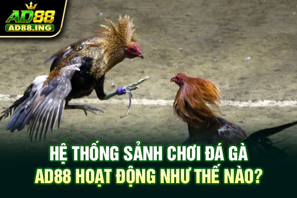 Hệ thống sảnh chơi đá gà ad88 hoạt động như thế nào?