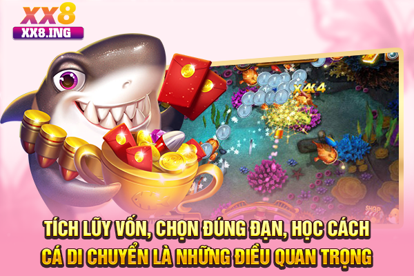 Tích lũy vốn, chọn đúng đạn, học cách cá di chuyển là những điều quan trọng
