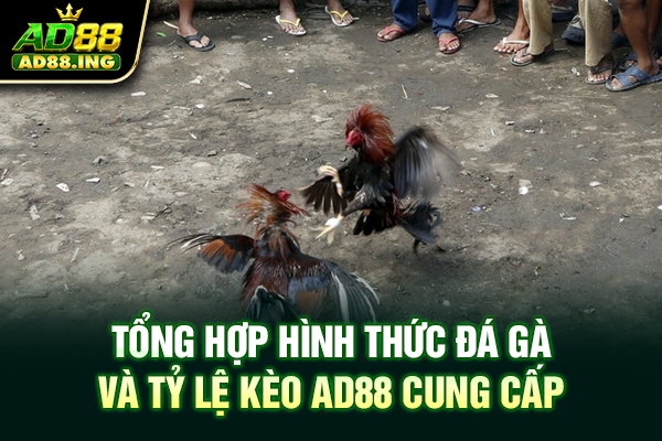 Tổng hợp hình thức đá gà và tỷ lệ kèo ad88 cung cấp